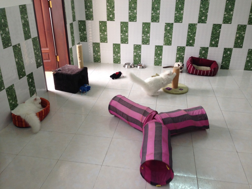 Đầy đủ đồ chơi cho thú cưng nghỉ dưỡng